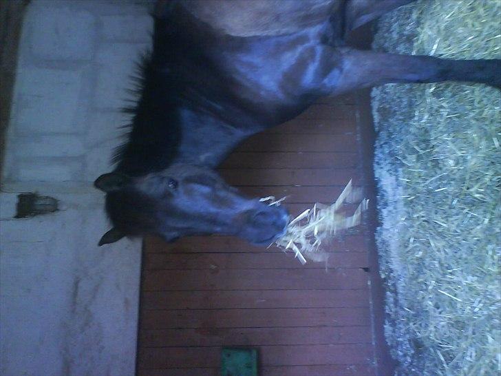 Hygge på Langstruplund Rideskole billede 25