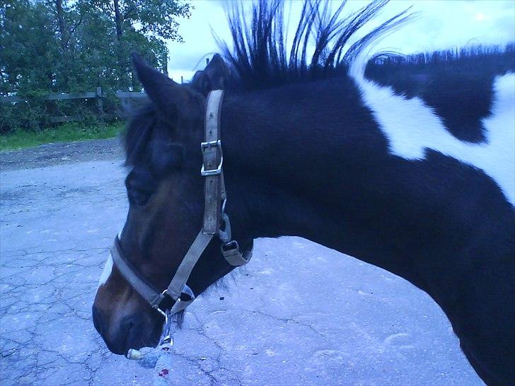 Hygge på Langstruplund Rideskole billede 26