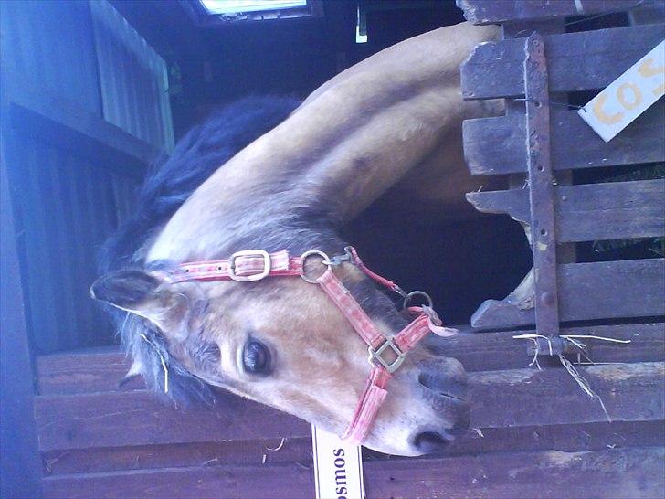 Hygge på Langstruplund Rideskole billede 27