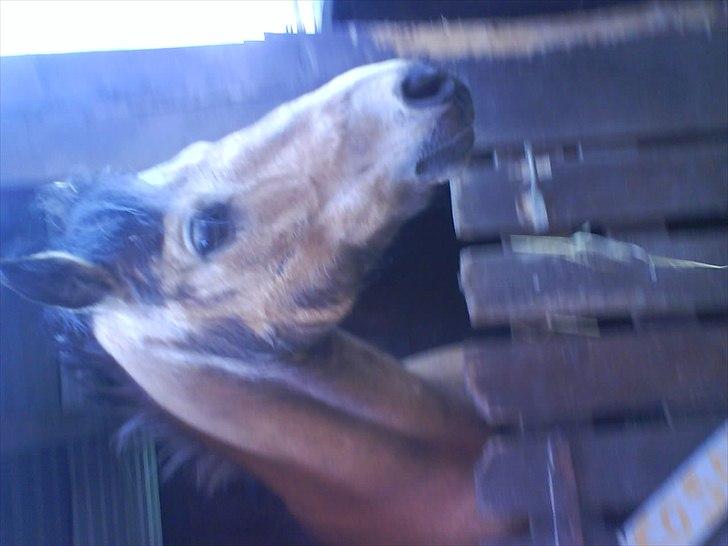 Hygge på Langstruplund Rideskole billede 28