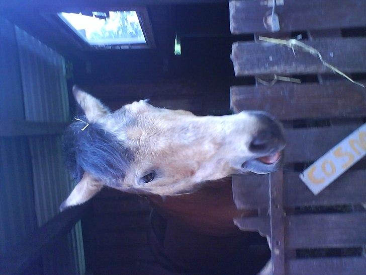 Hygge på Langstruplund Rideskole billede 29