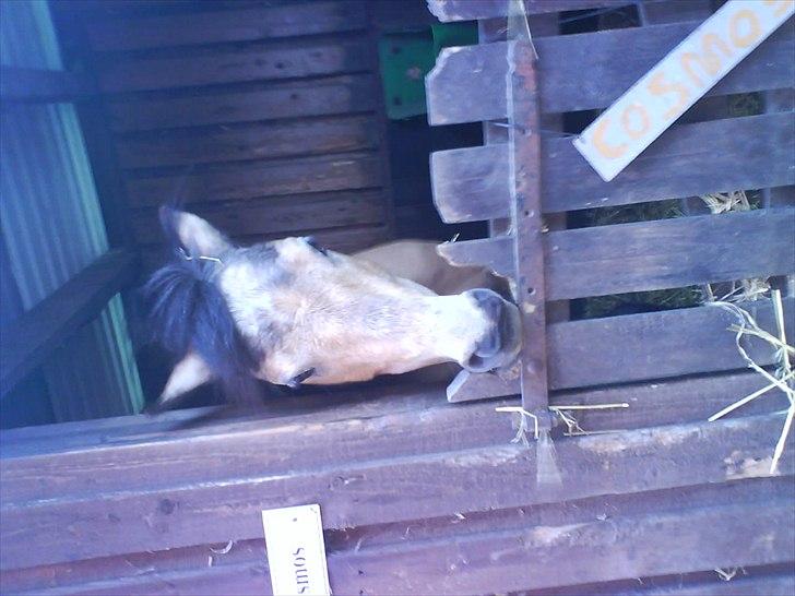 Hygge på Langstruplund Rideskole billede 30