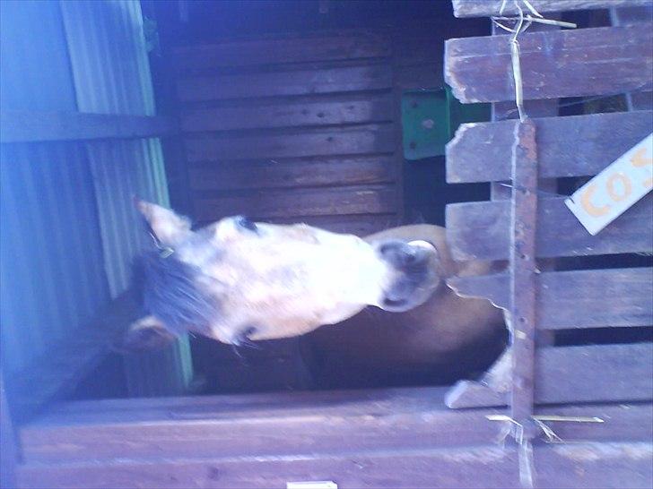 Hygge på Langstruplund Rideskole billede 31