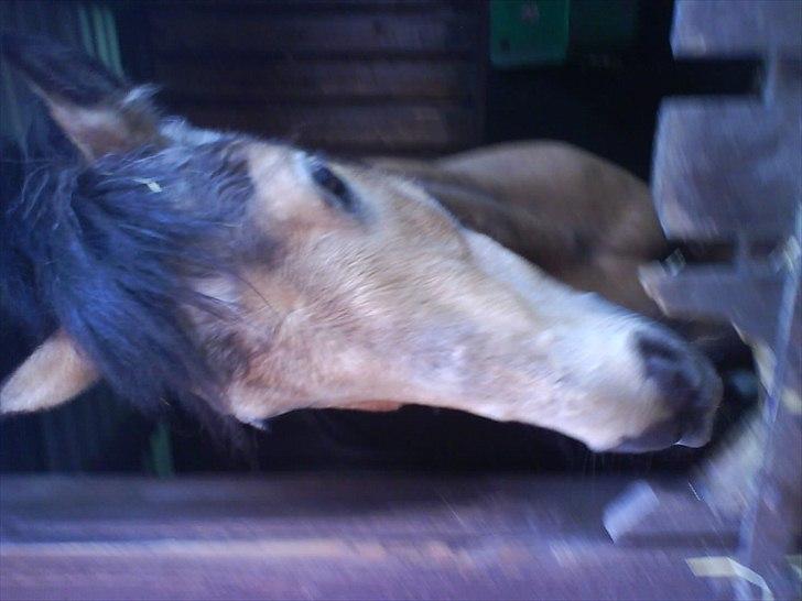 Hygge på Langstruplund Rideskole billede 32