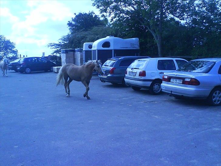 Hygge på Langstruplund Rideskole billede 33