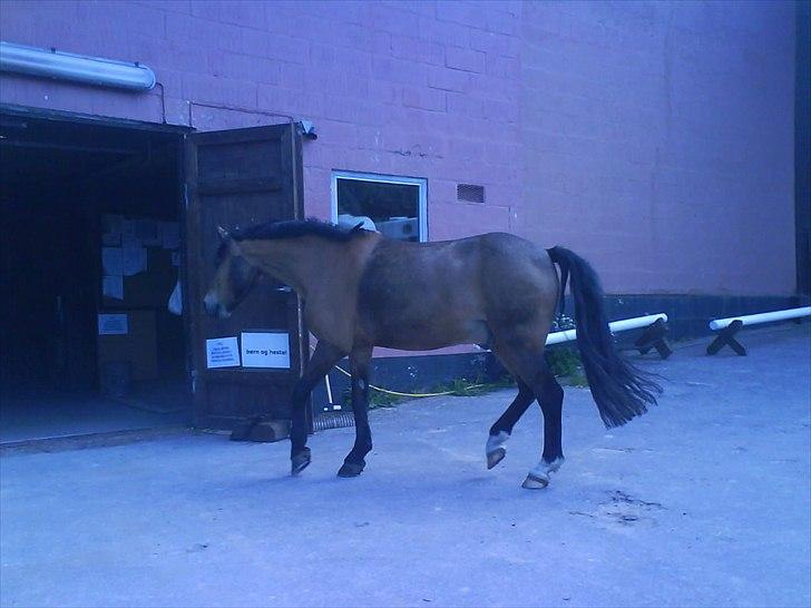 Hygge på Langstruplund Rideskole billede 34