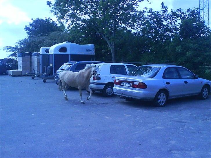 Hygge på Langstruplund Rideskole billede 35