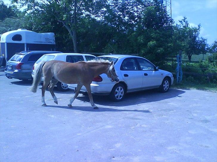 Hygge på Langstruplund Rideskole billede 36