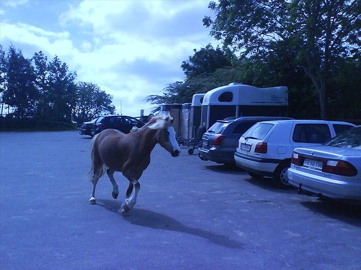 Hygge på Langstruplund Rideskole billede 37