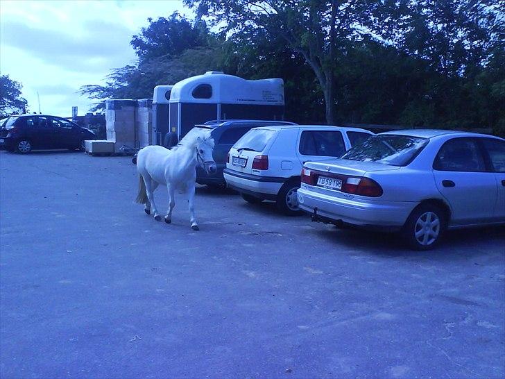 Hygge på Langstruplund Rideskole billede 38