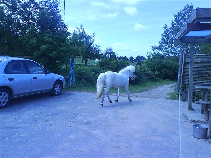 Hygge på Langstruplund Rideskole billede 39