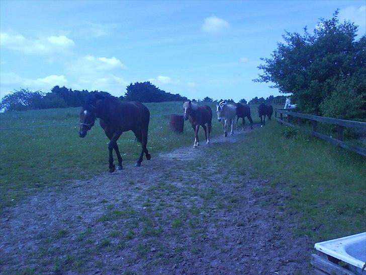 Hygge på Langstruplund Rideskole billede 40