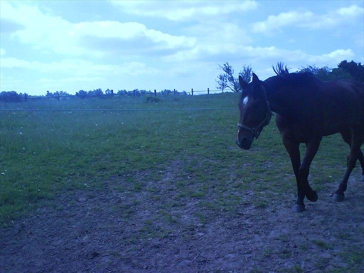 Hygge på Langstruplund Rideskole billede 41