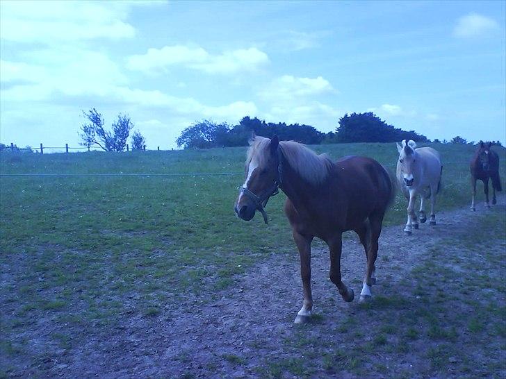 Hygge på Langstruplund Rideskole billede 42