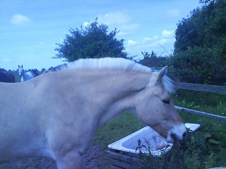 Hygge på Langstruplund Rideskole billede 43