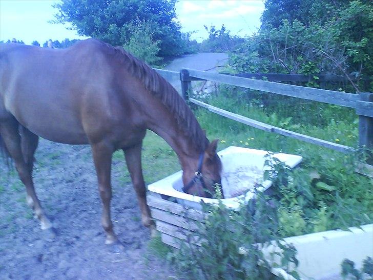 Hygge på Langstruplund Rideskole billede 44