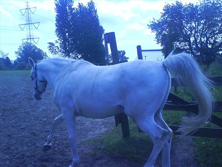 Hygge på Langstruplund Rideskole billede 45