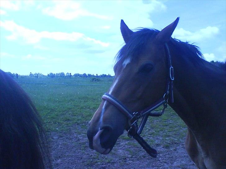 Hygge på Langstruplund Rideskole billede 46