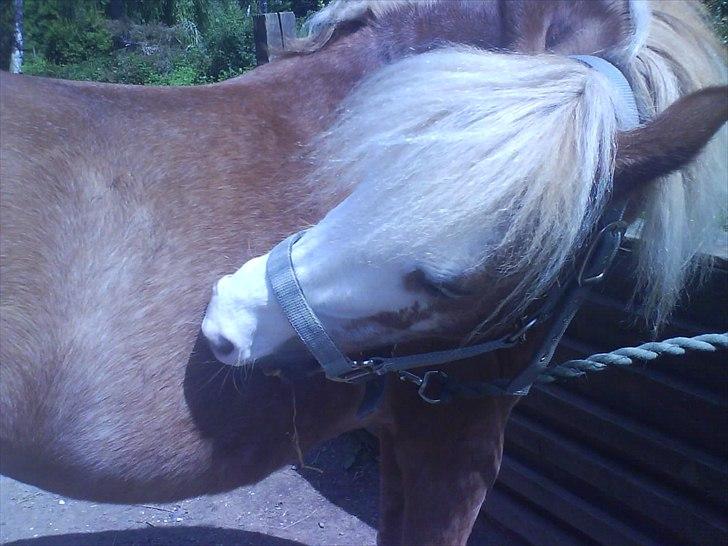 Hygge på Langstruplund Rideskole billede 47