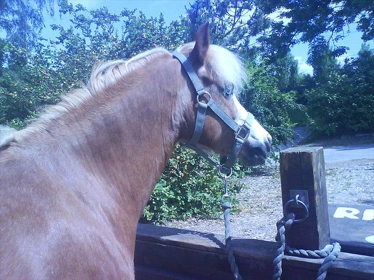 Hygge på Langstruplund Rideskole billede 48