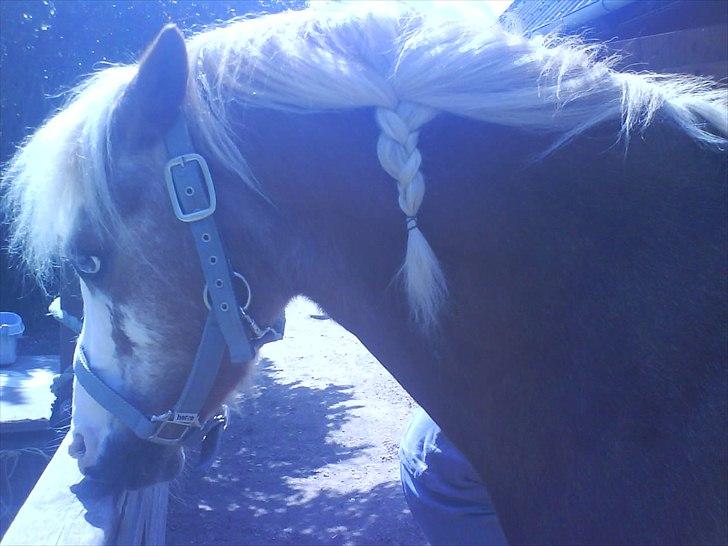 Hygge på Langstruplund Rideskole billede 49