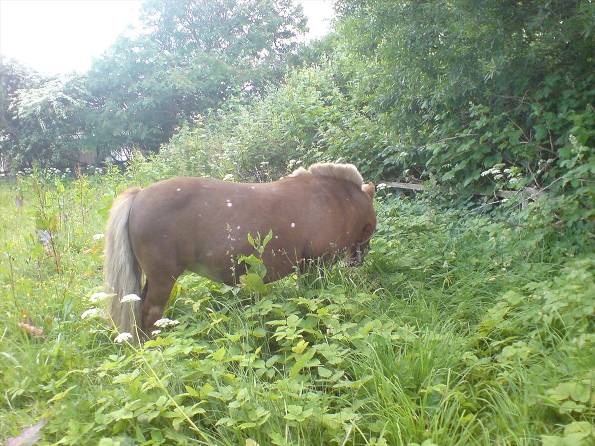 Hygge på Langstruplund Rideskole billede 50
