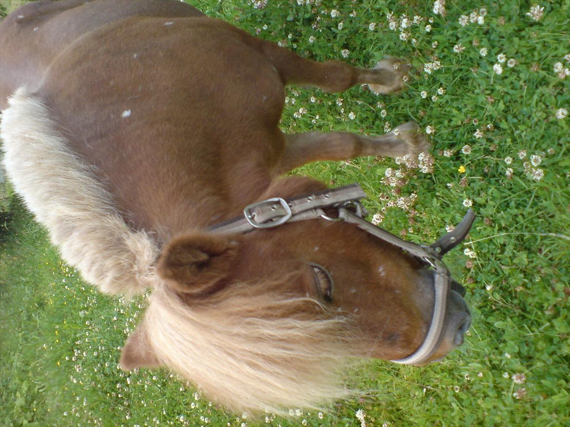 Hygge på Langstruplund Rideskole billede 51