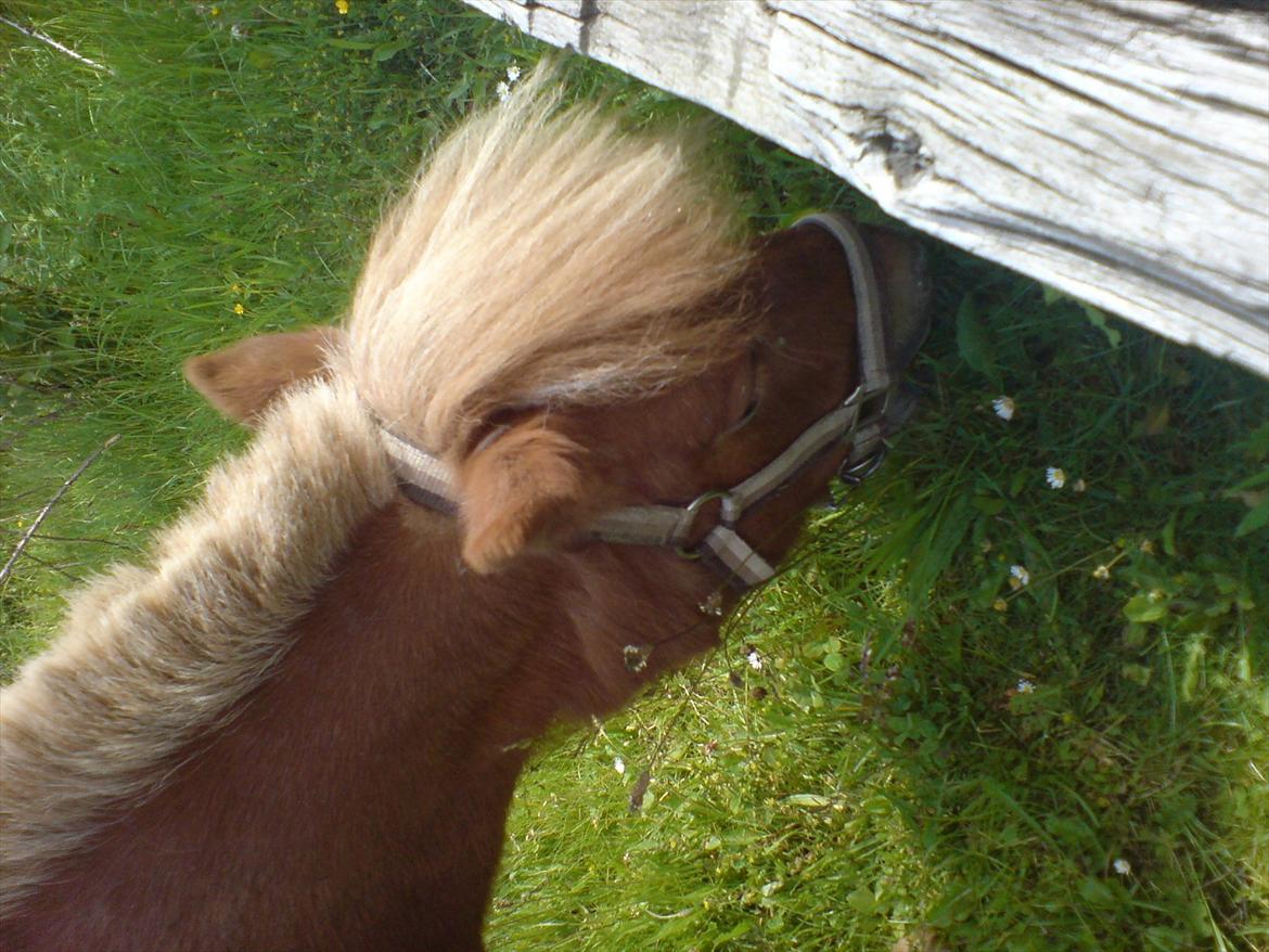 Hygge på Langstruplund Rideskole billede 52