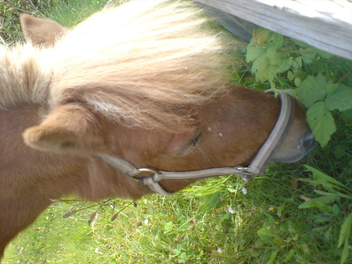 Hygge på Langstruplund Rideskole billede 53