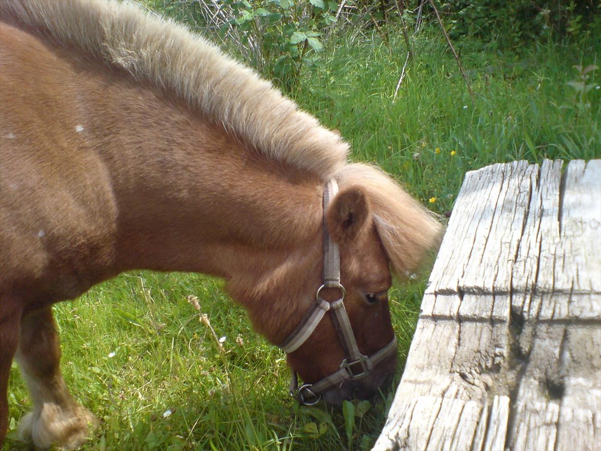Hygge på Langstruplund Rideskole billede 54
