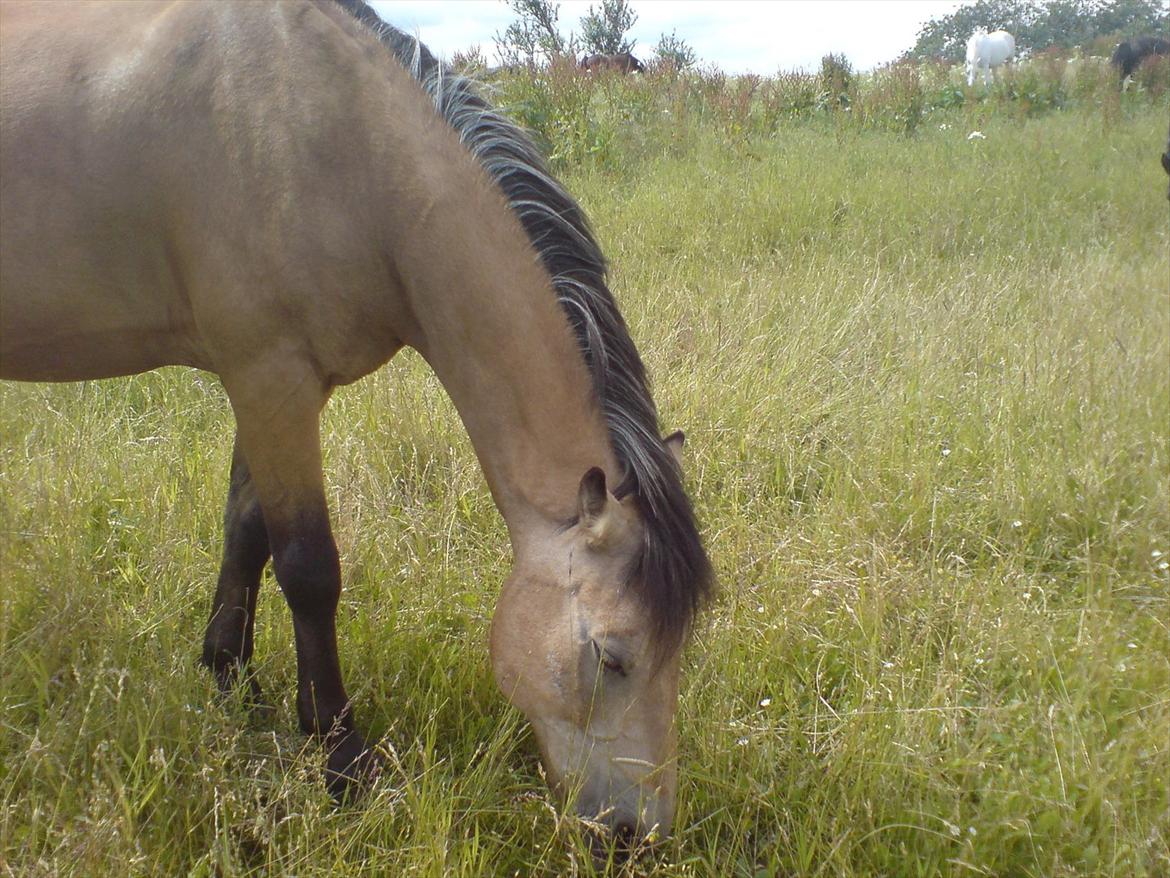 Hygge på Langstruplund Rideskole billede 55