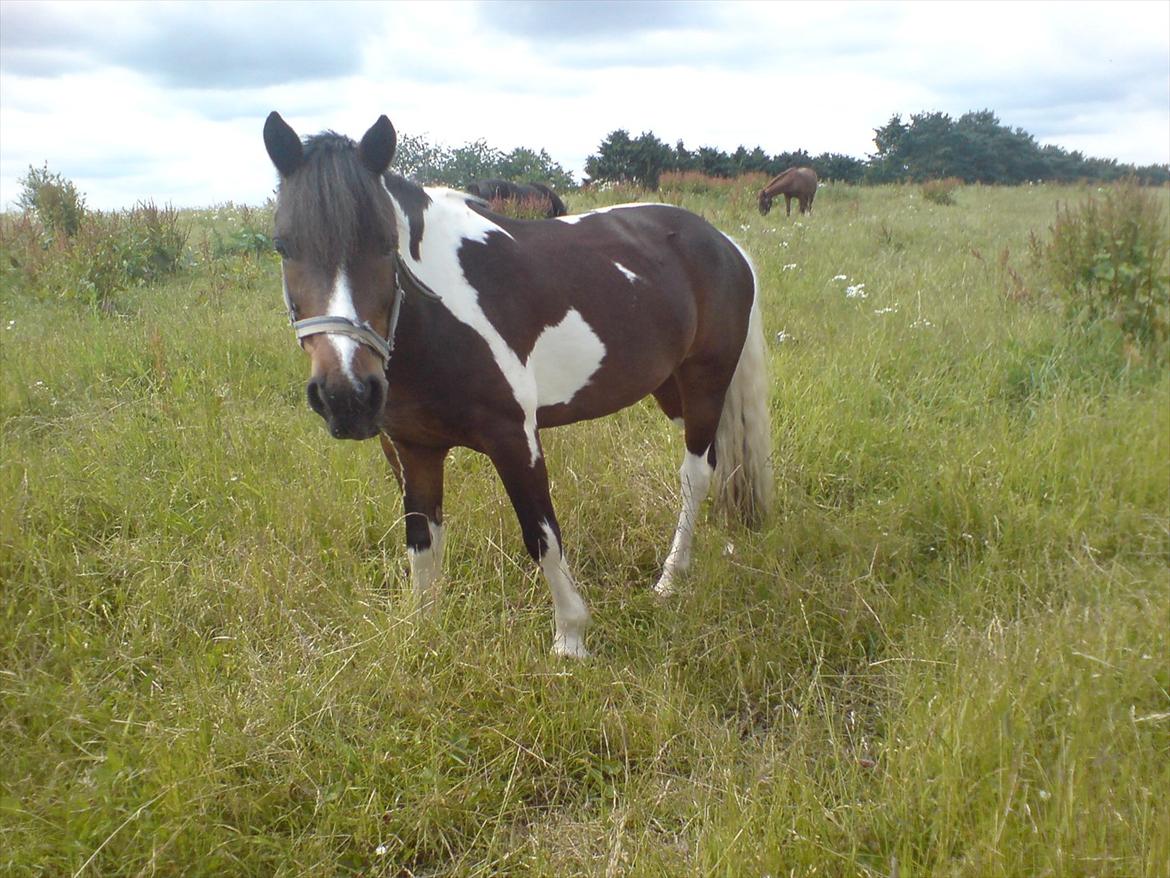 Hygge på Langstruplund Rideskole billede 56