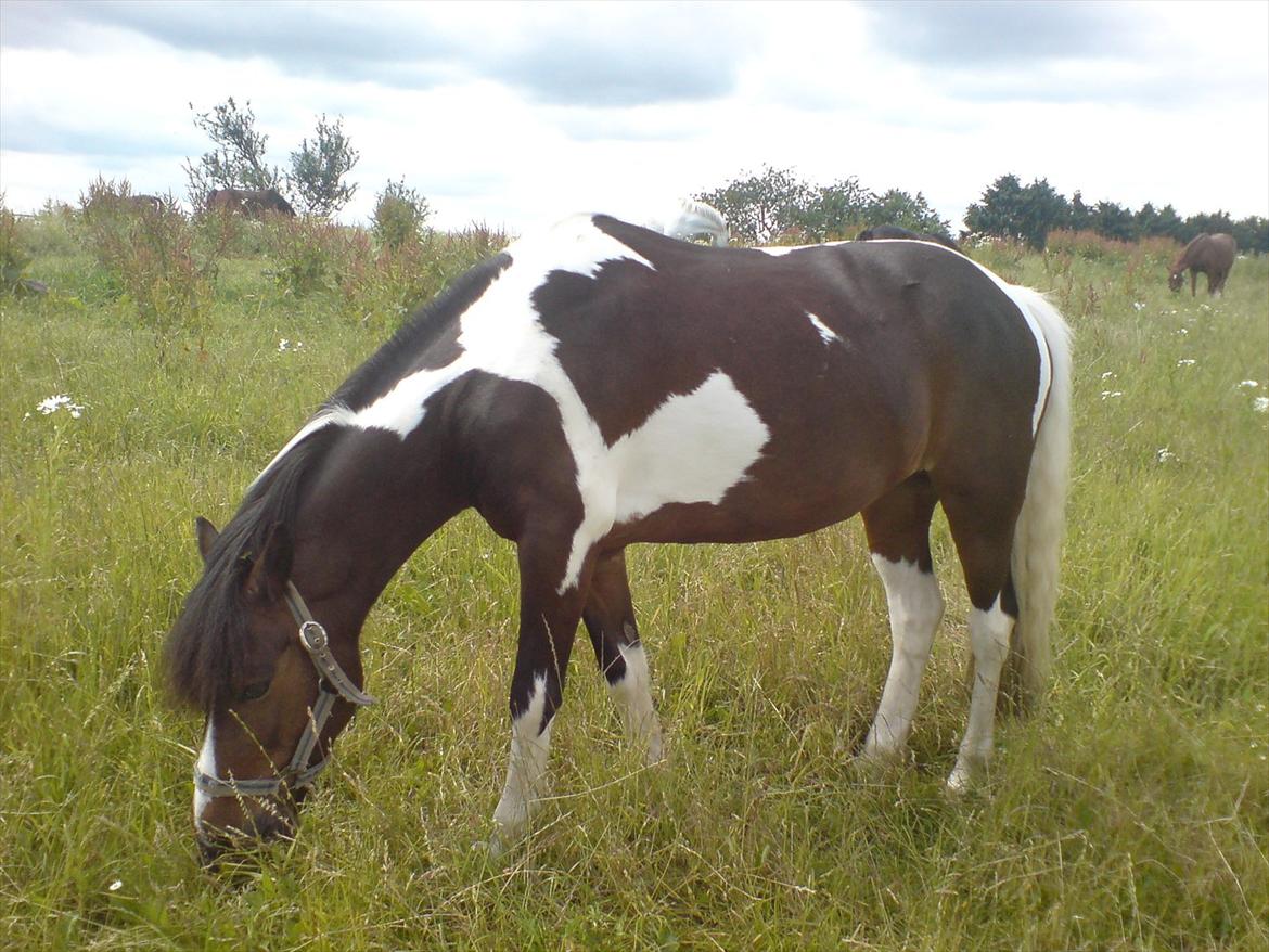 Hygge på Langstruplund Rideskole billede 57