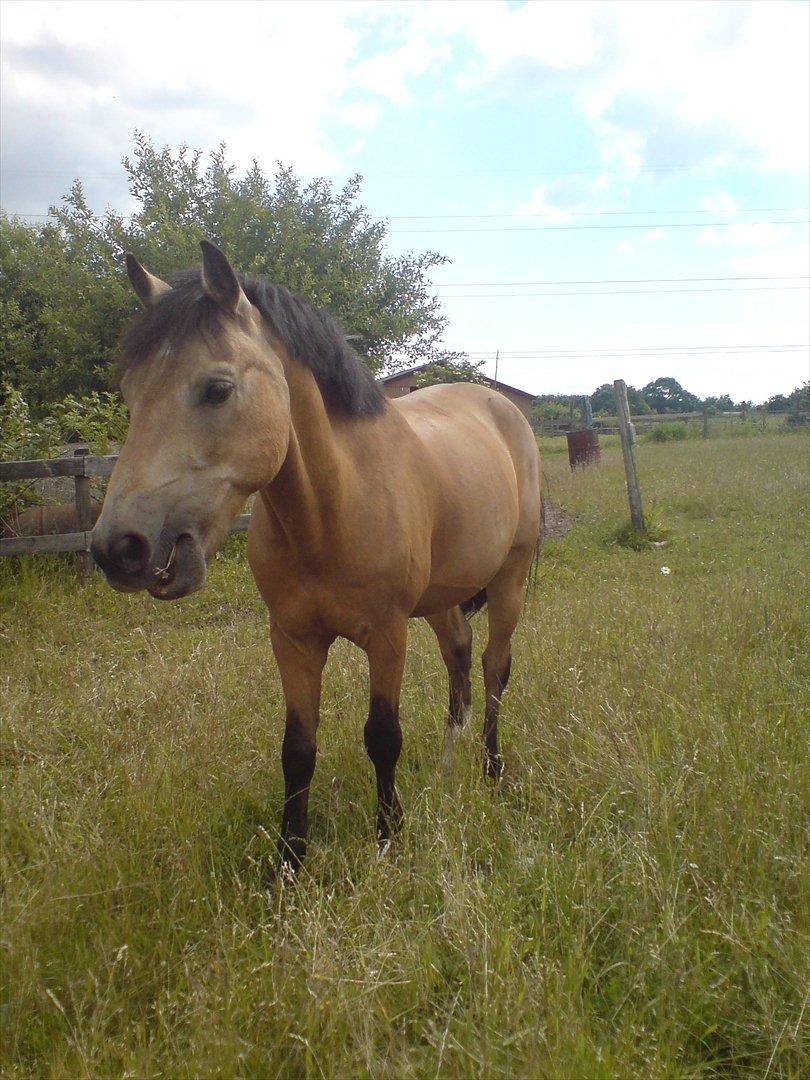 Hygge på Langstruplund Rideskole billede 58