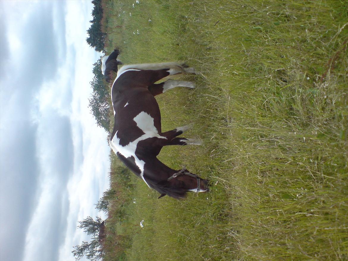 Hygge på Langstruplund Rideskole billede 59