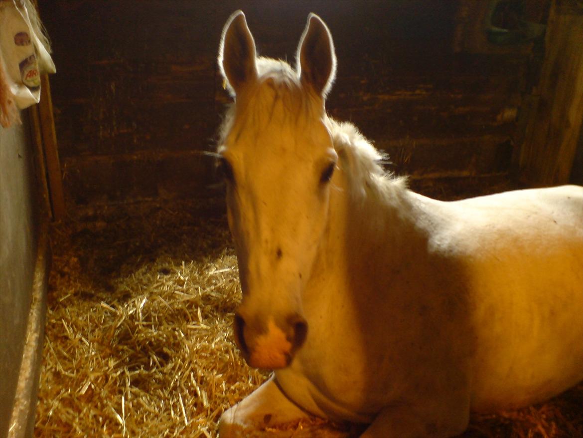 Hygge på Langstruplund Rideskole billede 60