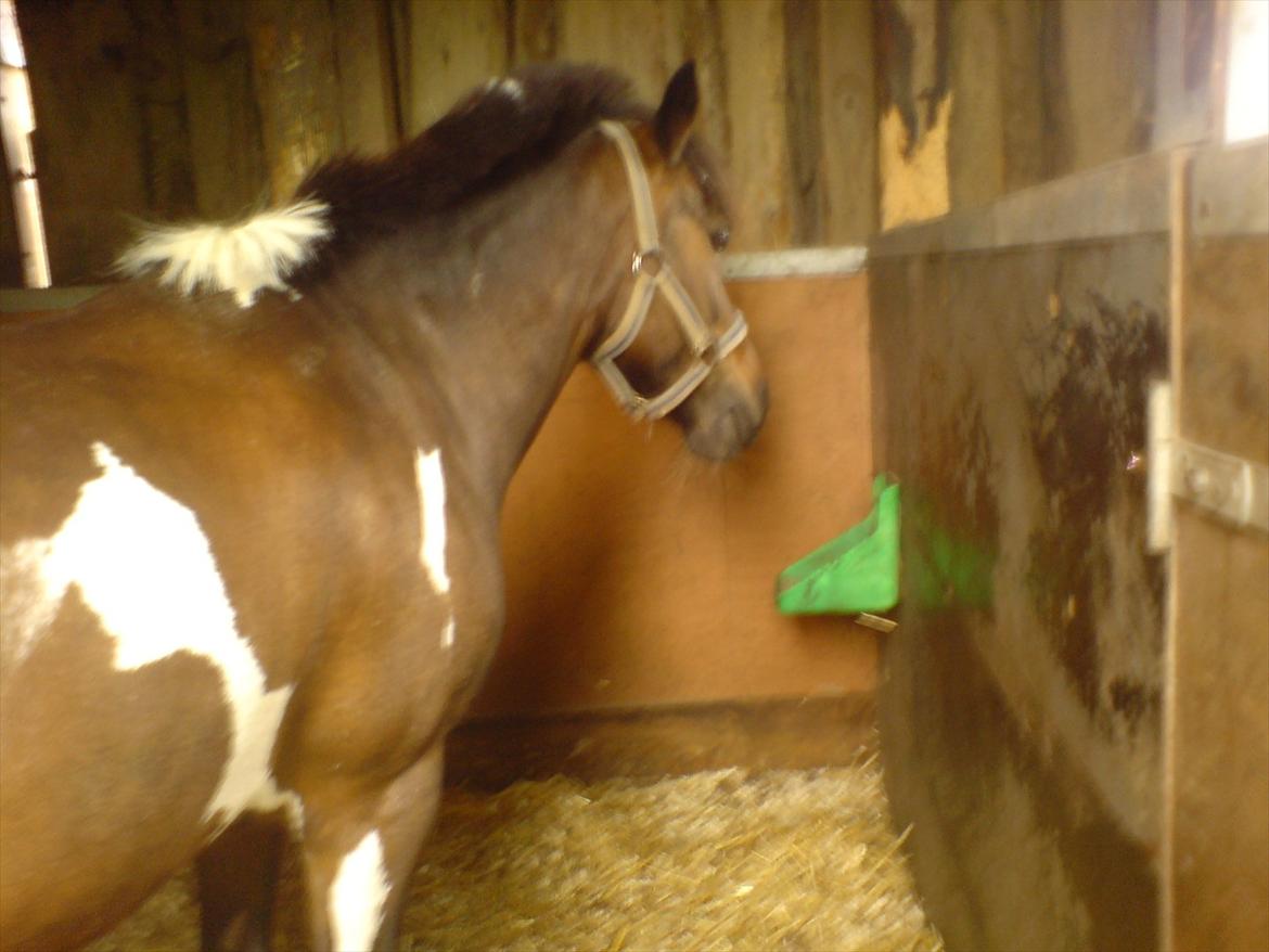 Hygge på Langstruplund Rideskole billede 61