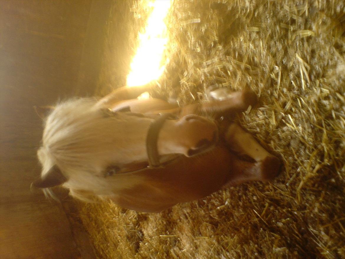 Hygge på Langstruplund Rideskole billede 62