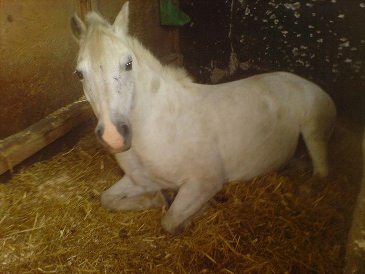 Hygge på Langstruplund Rideskole billede 63