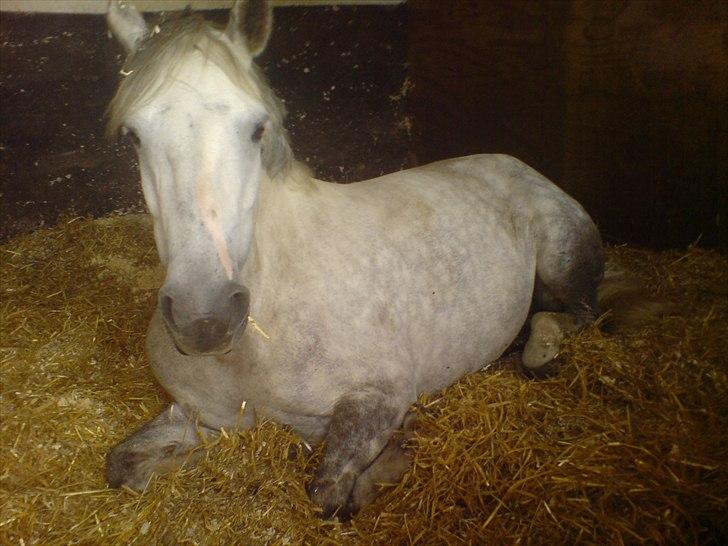 Hygge på Langstruplund Rideskole billede 64