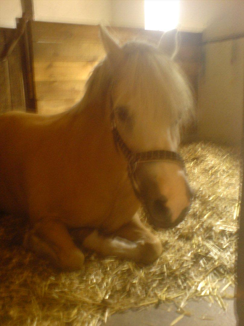 Hygge på Langstruplund Rideskole billede 65