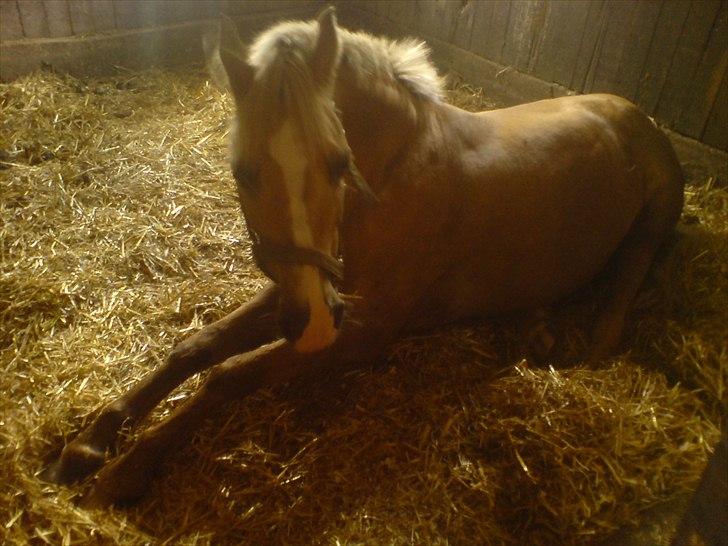 Hygge på Langstruplund Rideskole billede 66