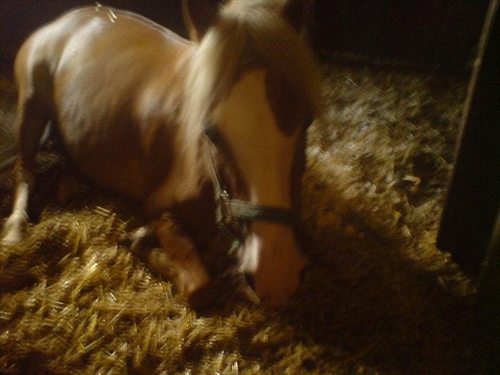 Hygge på Langstruplund Rideskole billede 67