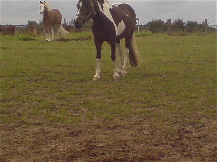 Hygge på Langstruplund Rideskole billede 69