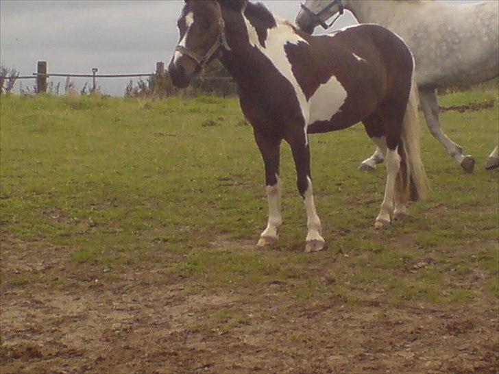 Hygge på Langstruplund Rideskole billede 70