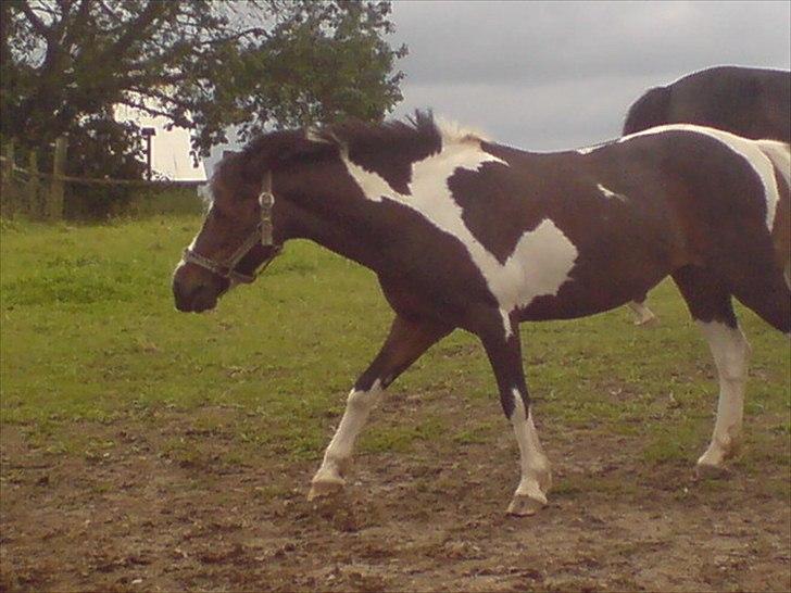 Hygge på Langstruplund Rideskole billede 71