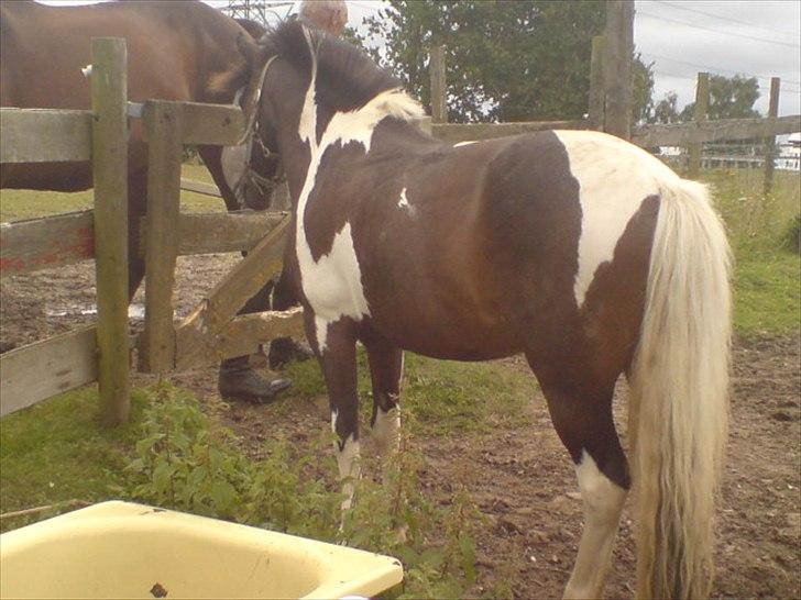 Hygge på Langstruplund Rideskole billede 72