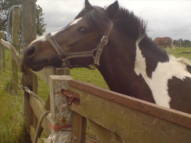 Hygge på Langstruplund Rideskole billede 73