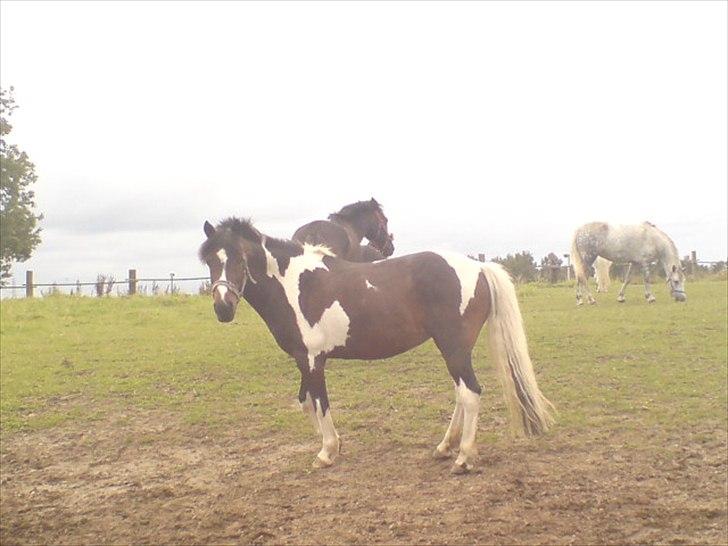 Hygge på Langstruplund Rideskole billede 74