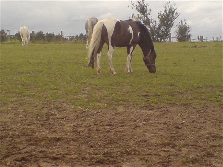 Hygge på Langstruplund Rideskole billede 76